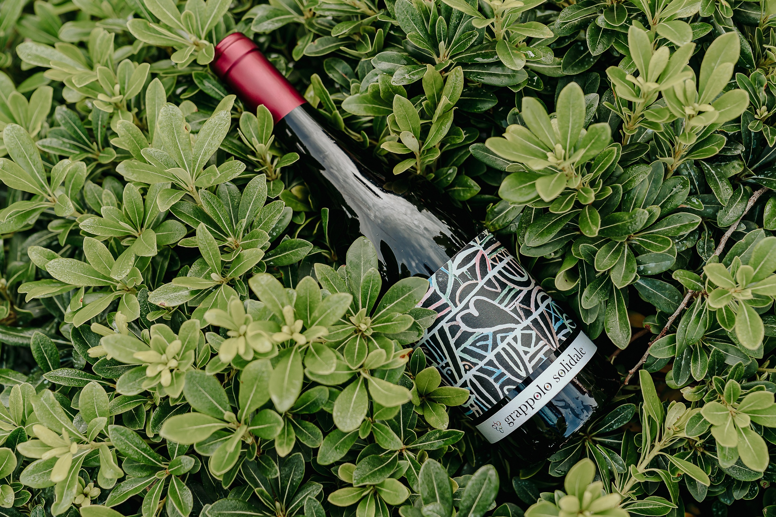 Vino realizzato per il progetto solidale